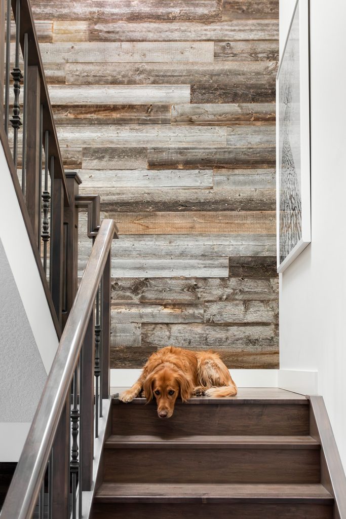 A newly renovated stairwell with the family dog sleeping on the stairs.